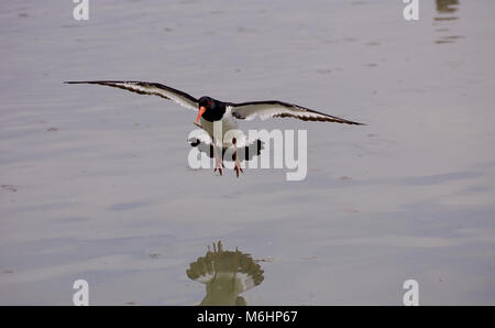 Oystercatcher flying, coming in to land over water, uk Stock Photo