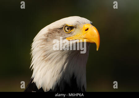 Bald eagle head shot, with second eyelid visible, uk Stock Photo