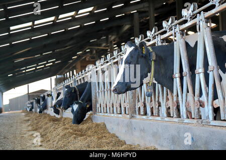 Herd of cows in barn on the dairy farm in East Devon Stock Photo
