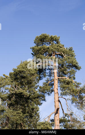 Pinus sylvestris. Scots Pine Tree against a blue sky in Winter. Stock Photo