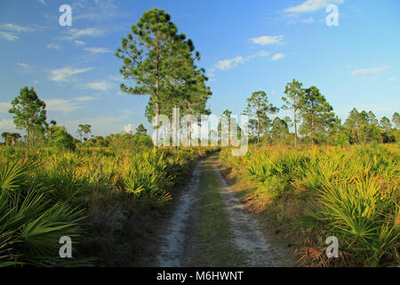 Scenic Subtropical Landscape in Big Cypress National Preserve in the Florida Everglades Stock Photo