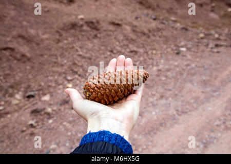 Hand holding pine cone with a barren ground background, Atlas Mountains, Morocco Stock Photo