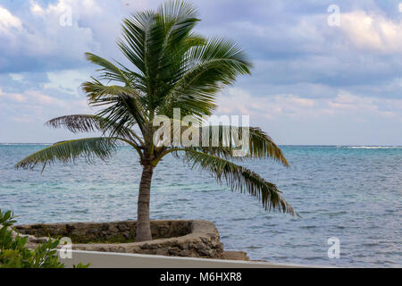 A lone palm tree stands next to the sea wall on Ambergris Caye.  San Pedro, Belize. Stock Photo