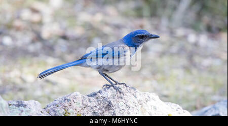 California Scrub-Jay (Aphelocoma californica) Adult perched on a rock. Stock Photo