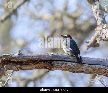 Acorn Woodpecker (Melanerpes formicivorus) female perched on a tree. Stock Photo