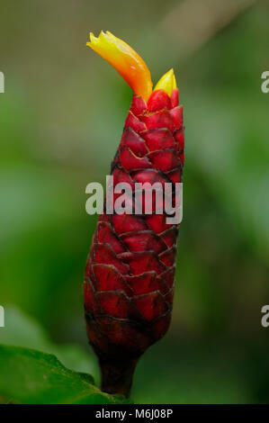 Costus sp., known as whorled ginger or red cane. Stock Photo
