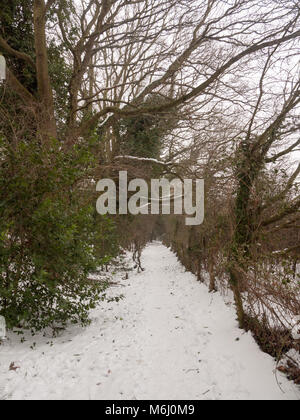 snow covered walkway through forest outside nature winter cold ; essex; england; uk Stock Photo