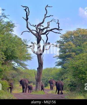 Kruger Park, South Africa. A wildlife and bird paradise. African elephant Loxodonta africana Stock Photo