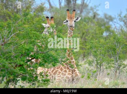 Kruger Park, South Africa. A wildlife and bird paradise. Giraffe resting on ground. Stock Photo