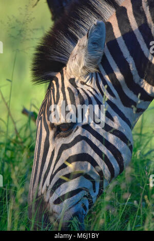 Kruger Park, South Africa. A wildlife and bird paradise. Zebra head eating green grass. Stock Photo