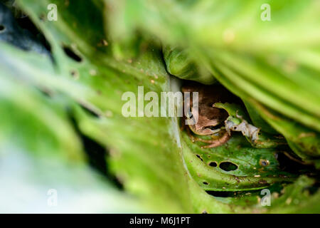 Southern brown tree frog lives between the cabbage leaves in the garden feeding on slugs and bugs, Stock Photo