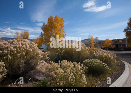 Idyllic bright glowing soft autumn foliage under brilliant blue skies wispy clouds, Colorado Curecanti National Recreation Area mountain lake in back Stock Photo