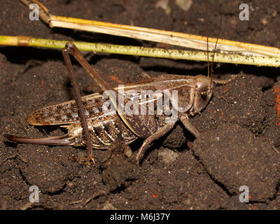 Wart-biter (Decticus verrucivorus) is a bush-cricket in the family Tettigoniidae. The wart-biter lays its eggs in the soil Stock Photo
