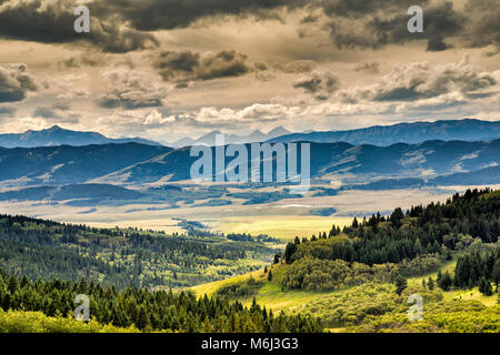 Canadian Rockies, Main Ranges in far distance, cattle at pasture, view ...