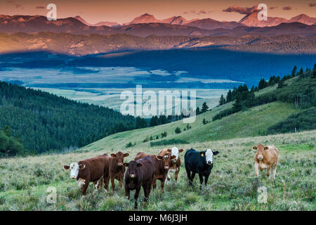 Cattle ranch in foothills of rocky Mountains, Alberta, Canada Stock ...