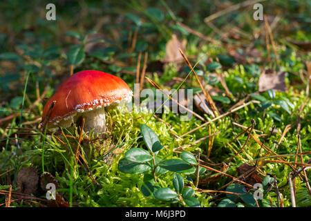 Fly agaric in the moss, Amanita muscaria Stock Photo