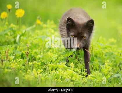 Adult blue morph arctic fox in the meadow with flowers, summer in Hornstrandir, Iceland. Stock Photo