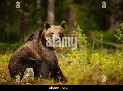 Close up of Eurasian brown bear (ursos arctos) male sitting in boreal forest, Finland. Stock Photo