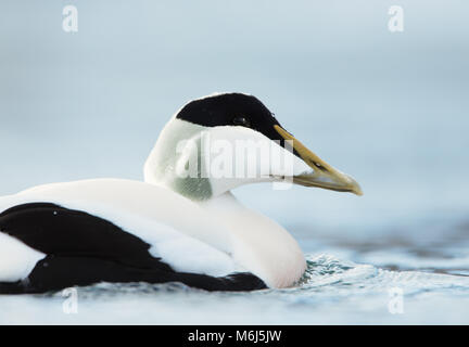 Close-up of a male common eider Somateria mollissima, Norway. Stock Photo