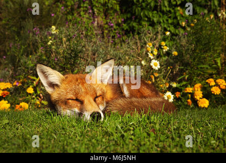 Red fox sleeping in the garden with flowers, summer in UK. Stock Photo