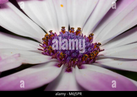 Macro photo of a blossoming daisy Stock Photo