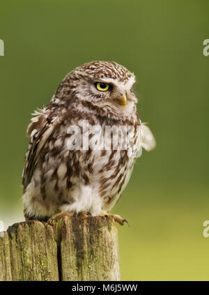 Close up of a Little owl perching on a log, UK. Close up of a Little owl perching on a log, UK.