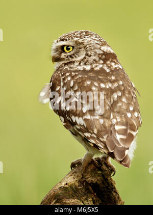 Close up of a Little owl perching on a log, UK.
