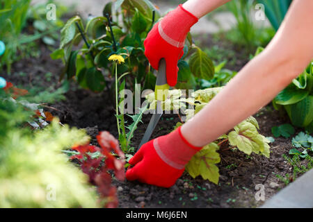 Photo of gloved woman hands with tool removing weed from soil. Stock Photo