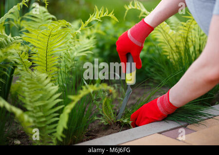 Photo of gloved woman hands with tool removing weed from soil. Stock Photo