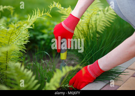 Photo of gloved woman hands with tool removing weed from soil. Stock Photo