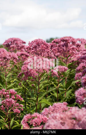 Eupatorium maculatum Atropurpureum Group 'Purple Bush' flowers. Stock Photo