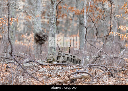 discarded concrete block laying in the woods on a cold winter day in southampton, ny Stock Photo