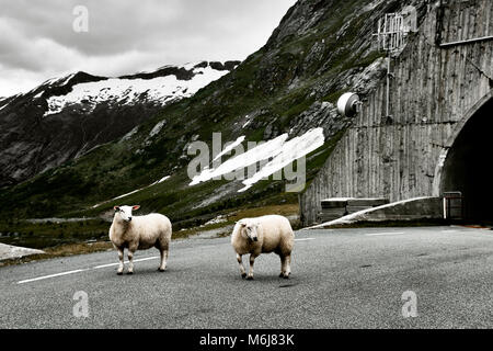 Two sheep standing on a rural road or highway looking into the camera in norway. Mountains covered with snow in the winter time. Stock Photo