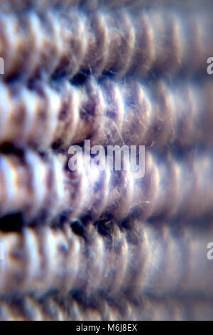 close-up of Cotton texture Stock Photo