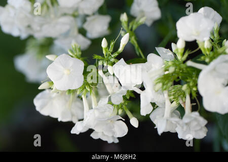 'Mia Ruys' Garden Phlox, Höstflox (Phlox paniculata) Stock Photo