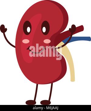 cartoon happy human kidney smiling character Stock Vector