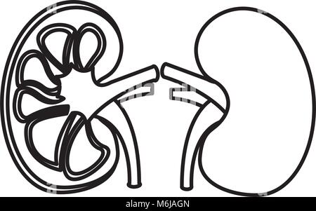 human organs kidney anatomy medical icon Stock Vector