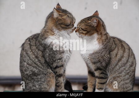 Two grey cats sitting and snuggling each other