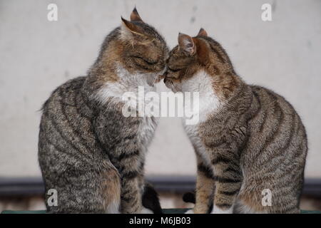 Two grey cats sitting and snuggling each other