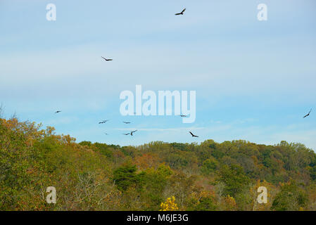 Several Vultures circling in the blue sky Stock Photo