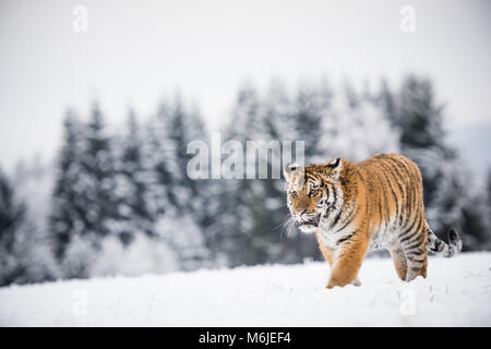 Young Siberian tiger walking in snow fields Stock Photo