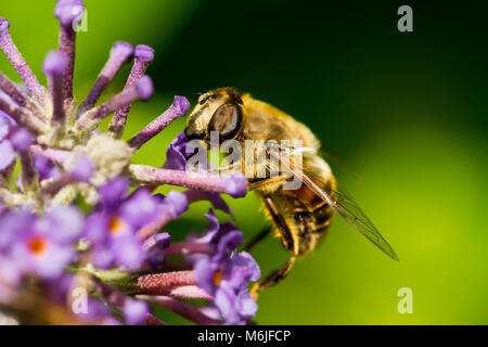 Close up of a Bee on a Buddleia showing the details of this bee's compound eye Stock Photo