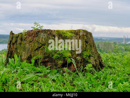 Big old rotten sump surrounded by grass covered by moss city on the background Stock Photo