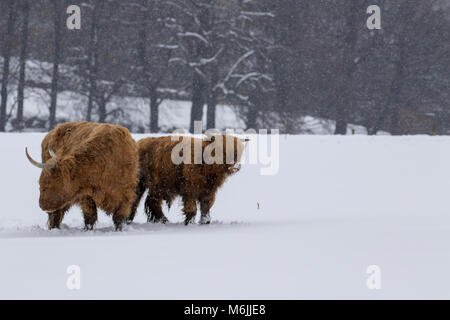 highland cow, bos taurus, coo, cattle, young and female foraging in snow covered field within the cairngorms national park, scotland Stock Photo