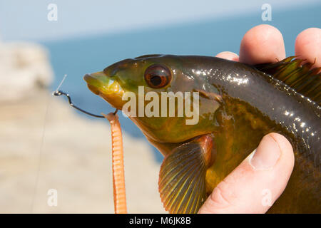 A Ballan wrasse, Labrus bergylta, caught lure fishing around Portland Bill, Isle of Portland Dorset England UK. Stock Photo