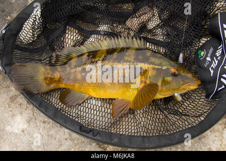 A Ballan wrasse, Labrus bergylta, caught lure fishing around Portland Bill, Isle of Portland Dorset England UK. Stock Photo