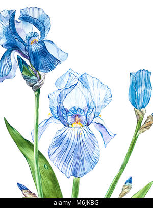 Flowers of Iris. Watercolor hand drawn botanical illustration of flowers isolated on a white background. Stock Photo