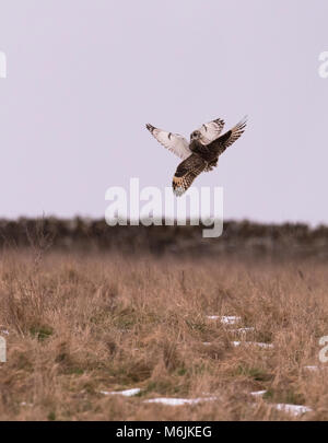 Two feuding Wild Short Eared Owls Asio Flammeus in an aerial territorial battle over Gloucestershire Stock Photo