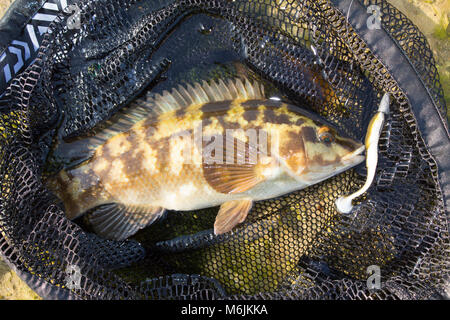 A Ballan wrasse, Labrus bergylta, caught lure fishing around Portland Bill, Isle of Portland Dorset England UK. Stock Photo