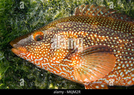 A Ballan wrasse, Labrus bergylta, caught lure fishing around Portland Bill, Isle of Portland Dorset England UK. Stock Photo